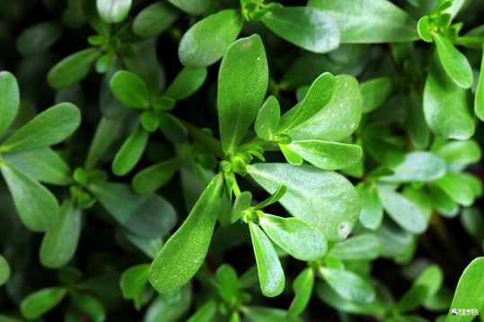 藥食兼備的野菜 食用要注意6方麵